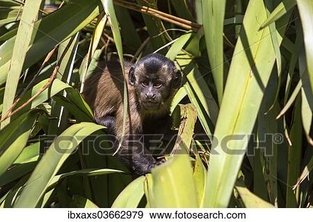 "Tufted Capuchin, Black-capped Capuchin or Pin Monkey (Cebus apella), infant sitting in a palm, Northwood, Christchurch, Canterbury Region, New Zealand, Oceania" View Large Photo Image Stock Photo - "Tufted Capuchin, Black-capped Capuchin or Pin Monkey (Cebus apella), infant sitting in a palm, Northwood, Christchurch, Canterbury Region, New Zealand, Oceania". Fotosearch