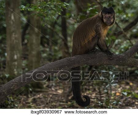 "Tufted capuchin (Cebus apella), captive, Western Cape Province, South Africa, Africa" View Large Photo Image Stock Photo - "Tufted capuchin (Cebus apella), captive, Western Cape Province, South Africa, Africa". Fotosearch