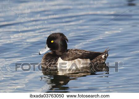 "Tufted Duck (Aythya fuligula), drake swimming, basic plumage, Fehmarn Island, Schleswig-Holstein, Germany, Europe" View Large Photo Image Stock Image - "Tufted Duck (Aythya fuligula), drake swimming, basic plumage, Fehmarn Island, Schleswig-Holstein, Germany, Europe". Fotosearch