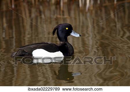 Stock Photo - "Tufted Duck (Aythya fuligula), drake swimming in a pond, Lauwersmeer National Park, Lauwers Sea, Holland, Netherlands, Europe". Fotosearch