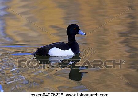 "Tufted Duck (Aythya fuligula), drake, adult, on water, Baden-Wurttemberg, Germany, Europe" View Large Photo Image Stock Photography - "Tufted Duck (Aythya fuligula), drake, adult, on water, Baden-Wurttemberg, Germany, Europe". Fotosearch