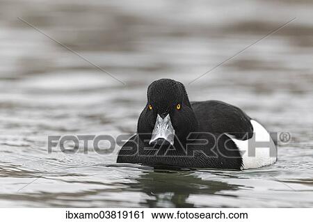 "Tufted Duck (Aythya fuligula), swimming, Basel, Switzerland, Europe" View Large Photo Image Stock Image - "Tufted Duck (Aythya fuligula), swimming, Basel, Switzerland, Europe". Fotosearch