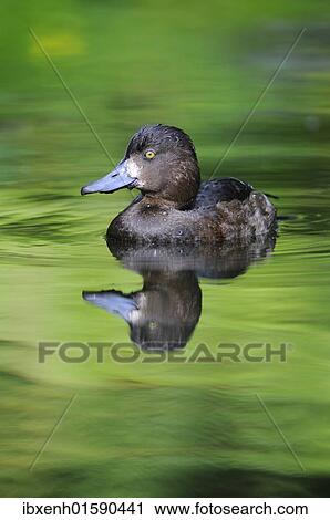 Tufted duck (Aythya fuligula) View Large Photo Image Stock Image - Tufted duck (Aythya fuligula). Fotosearch