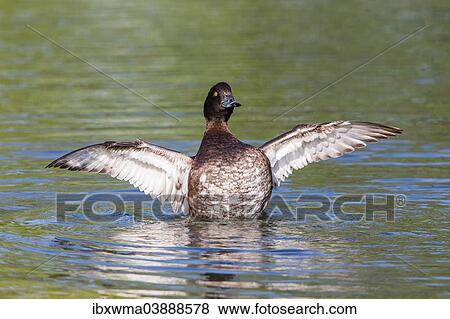 "Tufted Duck (Aythya fuligula), with spread wings, North Hesse, Hesse, Germany, Europe" View Large Photo Image Stock Photo - "Tufted Duck (Aythya fuligula), with spread wings, North Hesse, Hesse, Germany, Europe". Fotosearch