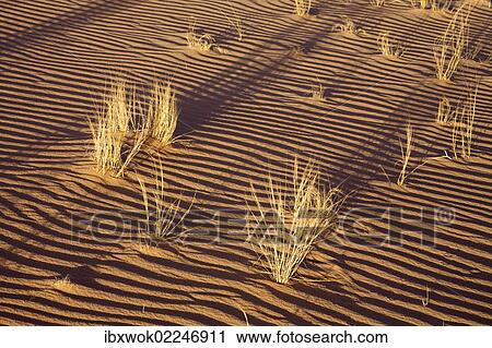"Tufts of grass in the sand of the Libyan Desert, Wadi Awis, Sahara, Libya, North Africa, Africa" View Large Photo Image Stock Image - "Tufts of grass in the sand of the Libyan Desert, Wadi Awis, Sahara, Libya, North Africa, Africa". Fotosearch