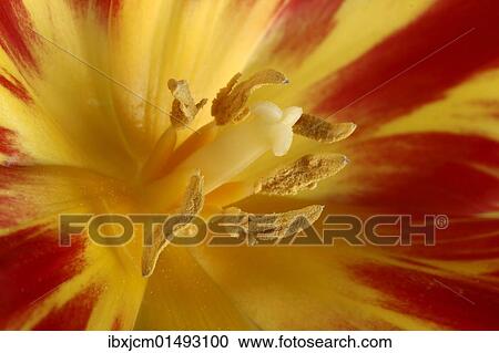 "Tulip blossom, macro" View Large Photo Image Stock Image - "Tulip blossom, macro". Fotosearch