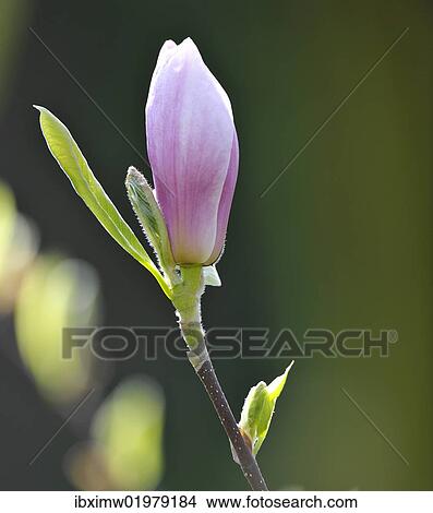 "Tulip Magnolia (Magnolia x soulangeana), hybrid, flowering, Amabilis cultivar" View Large Photo Image Picture - "Tulip Magnolia (Magnolia x soulangeana), hybrid, flowering, Amabilis cultivar". Fotosearch