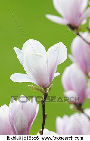 "Tulip magnolia (Magnolia x soulangeana), Amabilis, cultivated variety" View Large Photo Image Stock Photograph - "Tulip magnolia (Magnolia x soulangeana), Amabilis, cultivated variety". Fotosearch