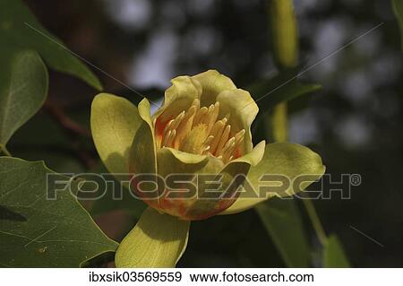 "Tulip Tree (Liriodendron tulipifera), flower, Biberach an der Riss, Upper Swabia, Baden-Wurttemberg, Germany, Europe" View Large Photo Image Stock Photo - "Tulip Tree (Liriodendron tulipifera), flower, Biberach an der Riss, Upper Swabia, Baden-Wurttemberg, Germany, Europe". Fotosearch