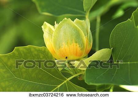 "Tulip Tree (Liriodendron tulipifera), blossom, Salzburg, Salzburg State, Austria, Europe" View Large Photo Image Stock Photograph - "Tulip Tree (Liriodendron tulipifera), blossom, Salzburg, Salzburg State, Austria, Europe". Fotosearch