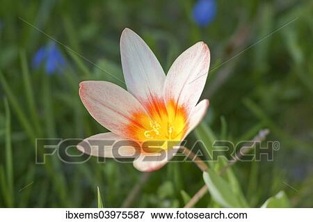 "Tulip (Tulipa), Baden-Wurttemberg, Germany, Europe" View Large Photo Image Stock Photo - "Tulip (Tulipa), Baden-Wurttemberg, Germany, Europe". Fotosearch