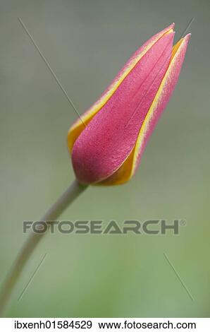 "Tulip (Tulipa chrysantha """"Tubergens Gem"""")" View Large Photo Image Stock Photo - "Tulip (Tulipa chrysantha """"Tubergens Gem"""")". Fotosearch