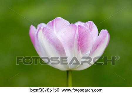 "Tulip (Tulipa), flower" View Large Photo Image Stock Photograph - "Tulip (Tulipa), flower". Fotosearch