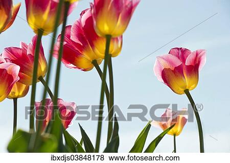 "Tulips, Mainau, Konstanz, Baden-Wurttemberg, Germany, Europe" View Large Photo Image Stock Photo - "Tulips, Mainau, Konstanz, Baden-Wurttemberg, Germany, Europe". Fotosearch