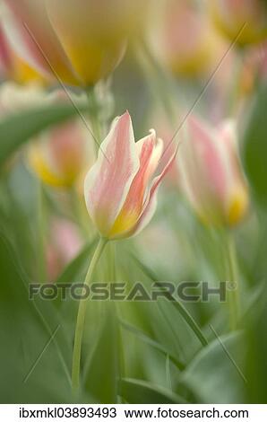 "Tulips (Tulipa), Baden-Wurttemberg, Germany, Europe" View Large Photo Image Stock Image - "Tulips (Tulipa), Baden-Wurttemberg, Germany, Europe". Fotosearch