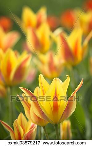 "Tulips (Tulipa), Baden-Wurttemberg, Germany, Europe" View Large Photo Image Stock Photo - "Tulips (Tulipa), Baden-Wurttemberg, Germany, Europe". Fotosearch