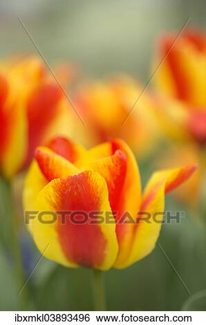 "Tulips (Tulipa), Baden-Wurttemberg, Germany, Europe" View Large Photo Image Stock Photograph - "Tulips (Tulipa), Baden-Wurttemberg, Germany, Europe". Fotosearch