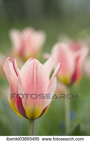 Stock Photography - "Tulips (Tulipa), Baden-Wurttemberg, Germany, Europe". Fotosearch
