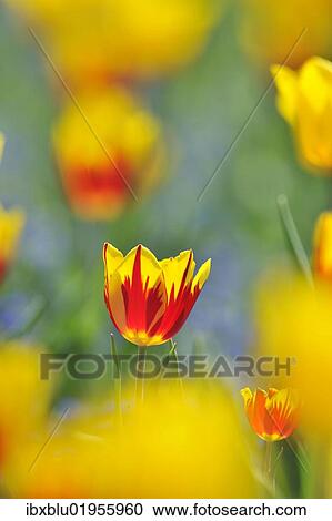 Stock Image - "Tulips (Tulipa), red, yellow". Fotosearch