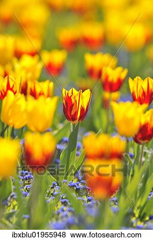 "Tulips (Tulipa), red, yellow" View Large Photo Image Stock Photo - "Tulips (Tulipa), red, yellow". Fotosearch