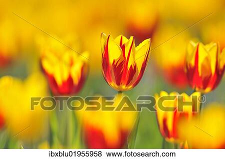 "Tulips (Tulipa), red, yellow" View Large Photo Image Stock Photo - "Tulips (Tulipa), red, yellow". Fotosearch