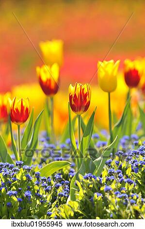 Stock Photography - "Tulips (Tulipa), red, yellow". Fotosearch