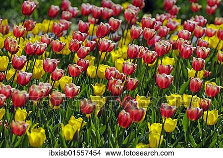 Picture - Tulips (Tulipa spp. ). Fotosearch