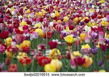 "Tulips (Tulipa), tulip field near Freiburg im Breisgau, Baden-Wuerttemberg, Germany, Europe" View Large Photo Image Stock Photography - "Tulips (Tulipa), tulip field near Freiburg im Breisgau, Baden-Wuerttemberg, Germany, Europe". Fotosearch