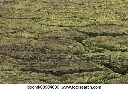 "Tundra, streams, Isfjorden, Spitsbergen, Svalbard Islands, Svalbard and Jan Mayen, Norway, Europe" View Large Photo Image Stock Image - "Tundra, streams, Isfjorden, Spitsbergen, Svalbard Islands, Svalbard and Jan Mayen, Norway, Europe". Fotosearch