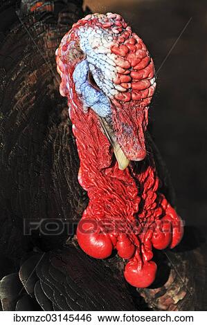 "Turkey (Meleagris gallopavo), Bourbon Red breed, Tauchersreuth, Beerbach, Middle Franconia, Bavaria, Germany, Europe" View Large Photo Image Stock Photograph - "Turkey (Meleagris gallopavo), Bourbon Red breed, Tauchersreuth, Beerbach, Middle Franconia, Bavaria, Germany, Europe". Fotosearch