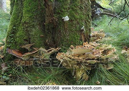 "Turkey Tail Mushrooms (Trametes versicolor) on dead wood, Beech (Fagus), Allgaeu, Bavaria, Germany, Europe" View Large Photo Image Stock Photo - "Turkey Tail Mushrooms (Trametes versicolor) on dead wood, Beech (Fagus), Allgaeu, Bavaria, Germany, Europe". Fotosearch