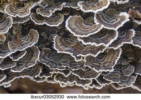 "Turkey Tail (Trametes versicolor) on the trunk of a beech, Thuringia, Germany, Europe" View Large Photo Image Stock Image - "Turkey Tail (Trametes versicolor) on the trunk of a beech, Thuringia, Germany, Europe". Fotosearch