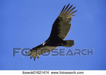 "Turkey Vulture (Cathartes aura), Baja California, Mexico, North America" View Large Photo Image Picture - "Turkey Vulture (Cathartes aura), Baja California, Mexico, North America". Fotosearch