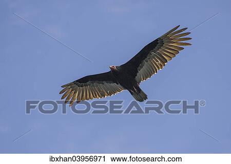 Stock Image - "Turkey vulture (Cathartes aura), Coquimbo Region, Chile, South America". Fotosearch