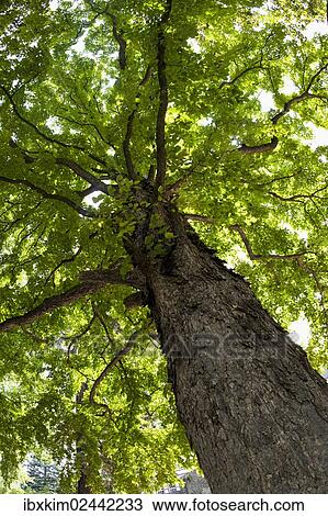 Turkish Hazel (Corylus colurna) View Large Photo Image Stock Image - Turkish Hazel (Corylus colurna). Fotosearch