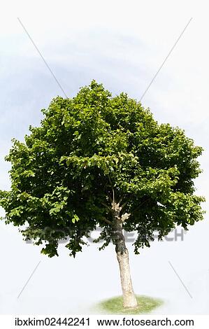 Turkish Hazel (Corylus colurna) View Large Photo Image Stock Image - Turkish Hazel (Corylus colurna). Fotosearch