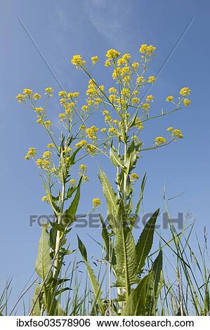 Stock Photograph - "Turkish Rocket (Bunias orientalis), in flower against a blue sky, Thuringia, Germany, Europe". Fotosearch