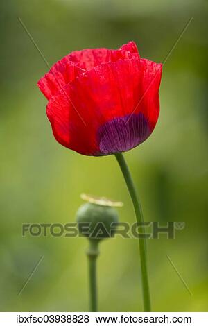 "Turkish tulip (Papaver glaucum), flowering, Lower Saxony, Germany, Europe" View Large Photo Image Stock Photo - "Turkish tulip (Papaver glaucum), flowering, Lower Saxony, Germany, Europe". Fotosearch