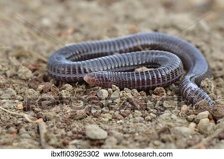 "Turkish Worm Lizard (Blanus strauchi aporus), Lycia, Turkey, Asia" View Large Photo Image Stock Image - "Turkish Worm Lizard (Blanus strauchi aporus), Lycia, Turkey, Asia". Fotosearch