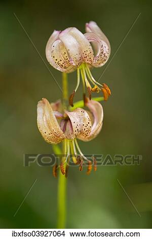Picture - "Turk's cap lily (Lilium martagon), flowering, Thuringia, Germany, Europe". Fotosearch