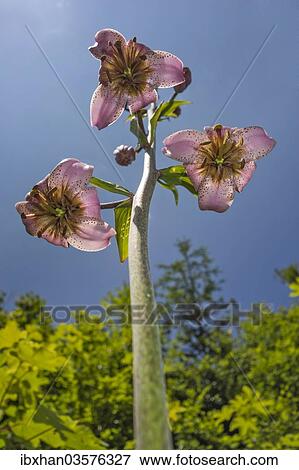 "Turk's cap lily (Lilium martagon), Burg, Lower Austria, Austria, Europe" View Large Photo Image Stock Photo - "Turk's cap lily (Lilium martagon), Burg, Lower Austria, Austria, Europe". Fotosearch