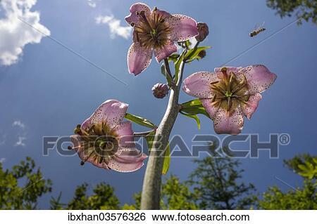 "Turk's cap lily (Lilium martagon), Burg, Lower Austria, Austria, Europe" View Large Photo Image Stock Photograph - "Turk's cap lily (Lilium martagon), Burg, Lower Austria, Austria, Europe". Fotosearch
