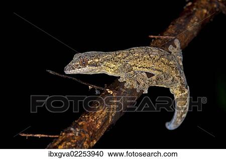 Stock Image - "Turnip-tailed Gecko (Thecadactylus rapicaudus), Tiputini rainforest, Yasuni National Park, Ecuador, South America". Fotosearch