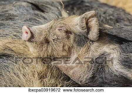 Stock Image - "Turopolje Pig (Sus scrofa domestica), sleeping piglet, Tyrol, Austria, Europe". Fotosearch