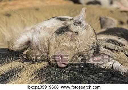 "Turopolje Pig (Sus scrofa domestica), sleeping piglet, Tyrol, Austria, Europe" View Large Photo Image Stock Photo - "Turopolje Pig (Sus scrofa domestica), sleeping piglet, Tyrol, Austria, Europe". Fotosearch