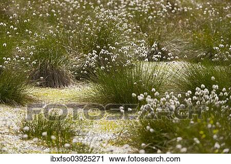 "Tussock Cottongrass (Eriophorum vaginatum), seed heads, Schweimker Moor Nature Reserve, Lower Saxony, Germany, Europe" View Large Photo Image Stock Image - "Tussock Cottongrass (Eriophorum vaginatum), seed heads, Schweimker Moor Nature Reserve, Lower Saxony, Germany, Europe". Fotosearch