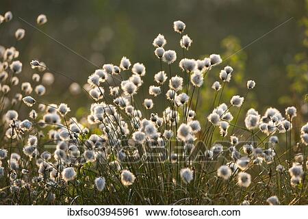 "Tussock Cottongrass (Eriophorum vaginatum), seed heads, Grosses Moor nature reserve, Lower Saxony, Germany, Europe" View Large Photo Image Stock Image - "Tussock Cottongrass (Eriophorum vaginatum), seed heads, Grosses Moor nature reserve, Lower Saxony, Germany, Europe". Fotosearch