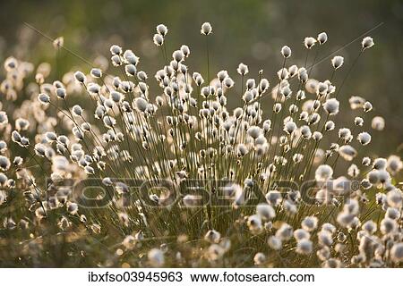 "Tussock Cottongrass (Eriophorum vaginatum), seed heads, Grosses Moor nature reserve, Lower Saxony, Germany, Europe" View Large Photo Image Stock Image - "Tussock Cottongrass (Eriophorum vaginatum), seed heads, Grosses Moor nature reserve, Lower Saxony, Germany, Europe". Fotosearch