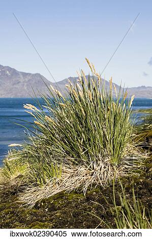 "Tussock-grass, Grytviken, Cumberland East Bay, South Georgia, South Sandwich Islands, British Overseas Territory, South Atlantic Ocean, Subantarctic, Antarctica" View Large Photo Image Stock Photography - "Tussock-grass, Grytviken, Cumberland East Bay, South Georgia, South Sandwich Islands, British Overseas Territory, South Atlantic Ocean, Subantarctic, Antarctica". Fotosearch