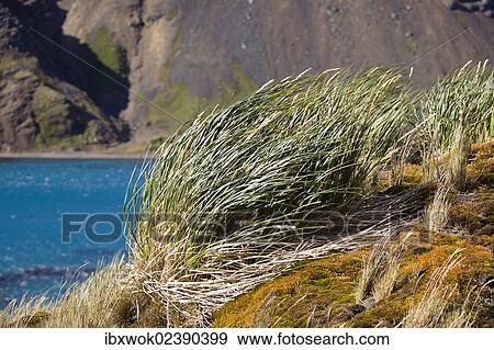 "Tussock-grass, Grytviken, King Edward Cove, South Georgia, South Sandwich Islands, British Overseas Territory, Subantarctic, Antarctica" View Large Photo Image Stock Photo - "Tussock-grass, Grytviken, King Edward Cove, South Georgia, South Sandwich Islands, British Overseas Territory, Subantarctic, Antarctica". Fotosearch